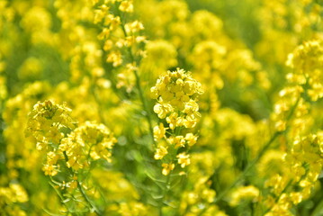 Fototapeta premium 菜の花