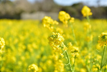 Obraz premium 菜の花