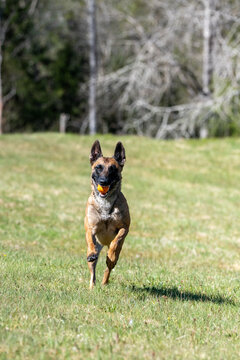 Belgian Malinois dog running on grass with ball in mouth