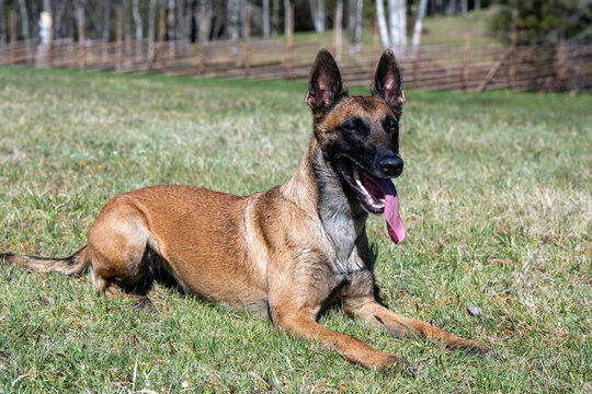 Tired Belgian Malinois lying down on grass tongue out