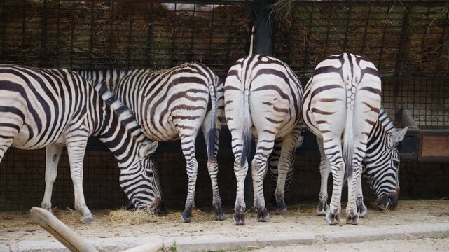 Several zebras standing close together, showing distinctive black and white stripe patterns