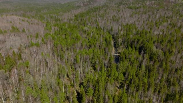 Drone footage of dense mixed forest with evergreen pines and leafless birch trees, spring landscape in Taganay National Park, Chelyabinsk Oblast, Russia