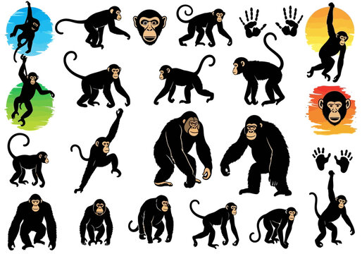 Collection of diverse monkey and ape illustrations in various poses, isolated on a white background.