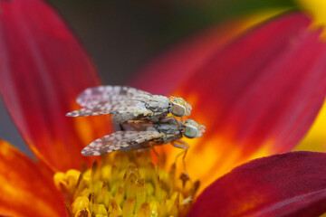 Naklejka premium Closeup on a mating pair of small fruitfly, Dioxyna bidentis, on a bright orange red flower in the garden