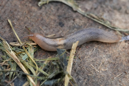 Closeup on a slimy terrestrial slug, Ambigolimax valentianus crawling in the garden