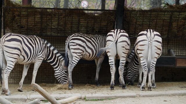 Several zebras standing close together, showing distinctive black and white stripe patterns
