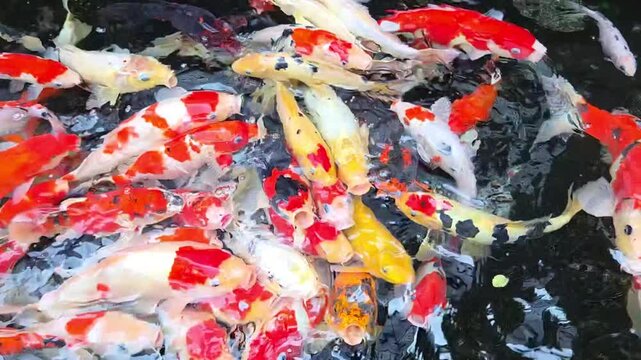 Colorful koi fish gathering and swimming near the water surface in a garden pond, creating vibrant movement, reflections, and rippling patterns in a tranquil outdoor setting