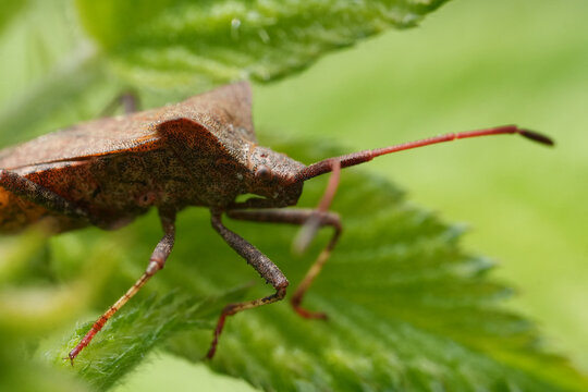 Brown Dock shield bug, Coreus marginatus on green leaf macro