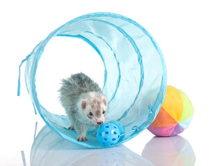 Fototapeta premium gray ferret in studio