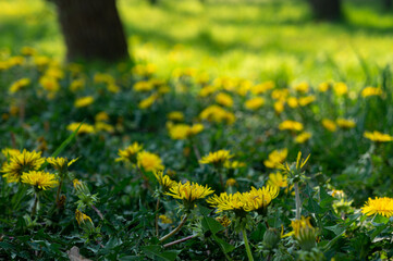 Green grass and dandelions in the sunny © Alexander
