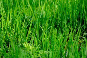 Fototapeta premium Green young grass in sunny weather