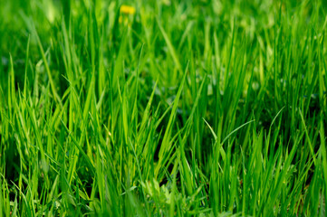 Fototapeta premium Green young grass in sunny weather