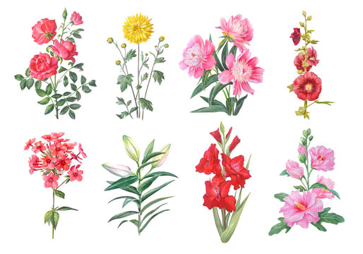 Watercolor set of rose, chrysanthemum, peony, mallow, phlox, lily, gladiolus and hibiscus flowers with green leaves. Hand drawn botanical illustration isolated . Realistic detailed drawing