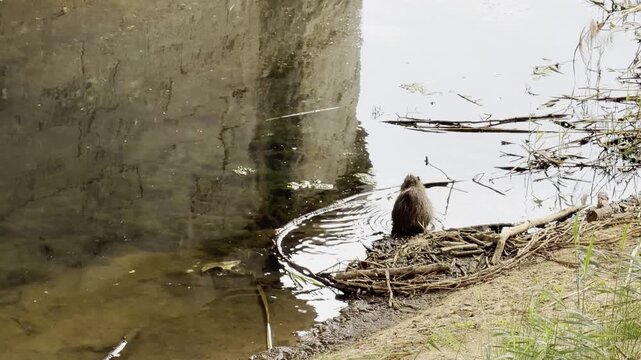  Coypu (Myocastor coypus), grooming itself on the riverbank