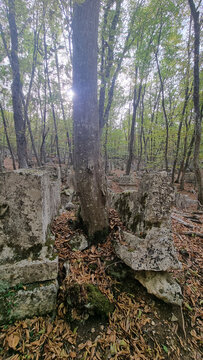 Tree Growing Through Ancient Tombs in Karaite Necropolis