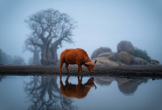 Surreal wildlife scene with a buffalo by the water