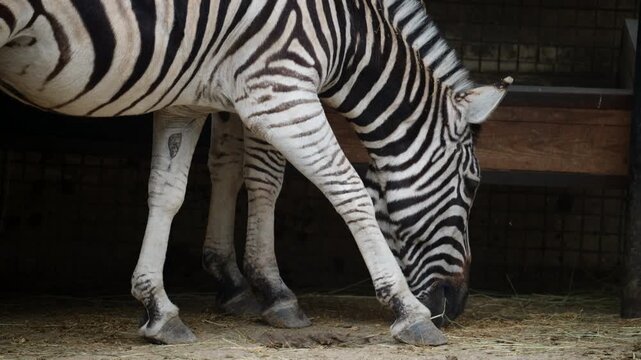 Close up footage of a zebra eating hay, showing detailed stripe patterns and feeding behavior in a naturalistic enclosure