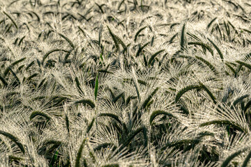 Rosa na zbożu. Dew on the grain.   © tom