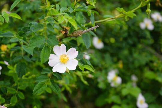 White flower in the park taken with my Nikon D7100