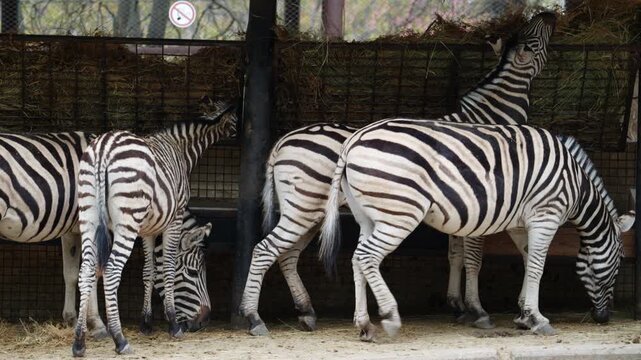 Several zebras standing close together, showing distinctive black and white stripe patterns