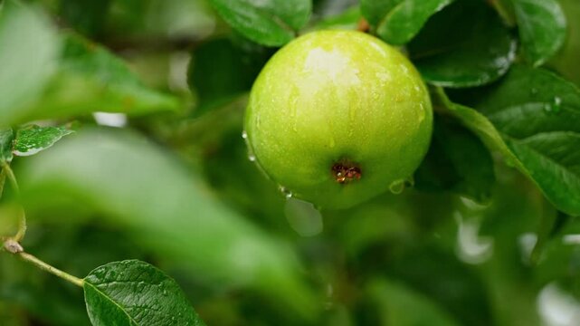 Green apple among lush leaves in a garden setting