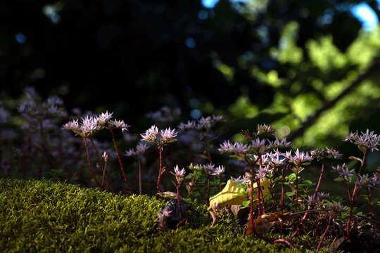 Small pink stonecrop flowers blooming on mossy ground in a forest, close-up