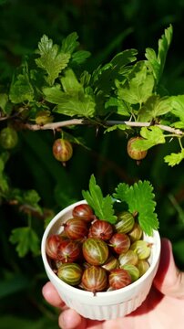 Fresh homegrown gooseberries harvest from garden shrub