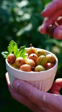 Homegrown gooseberry harvest in a garden on sunny day