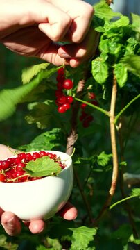 Homegrown red currant harvest in garden for healthy living