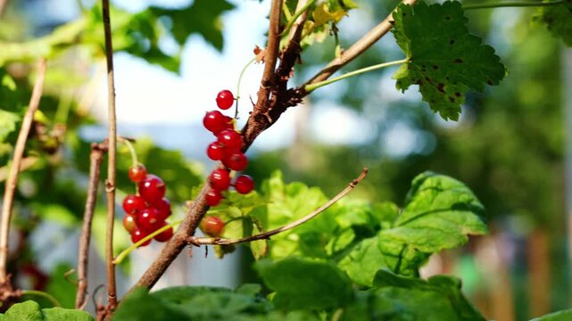 Hand picking homegrown red currant berries in garden