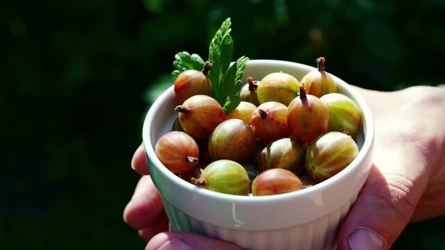 Hand holding bowl of homegrown gooseberries from garden