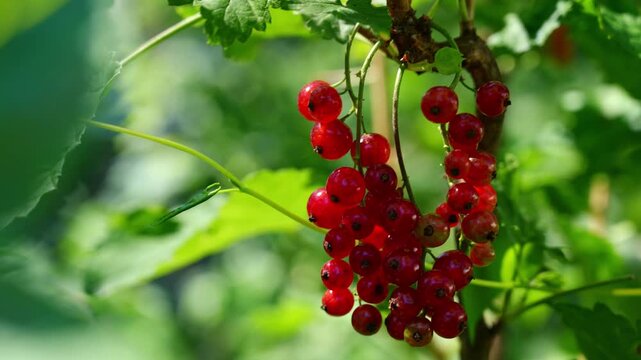Ripe red currant berries growing in a summer garden