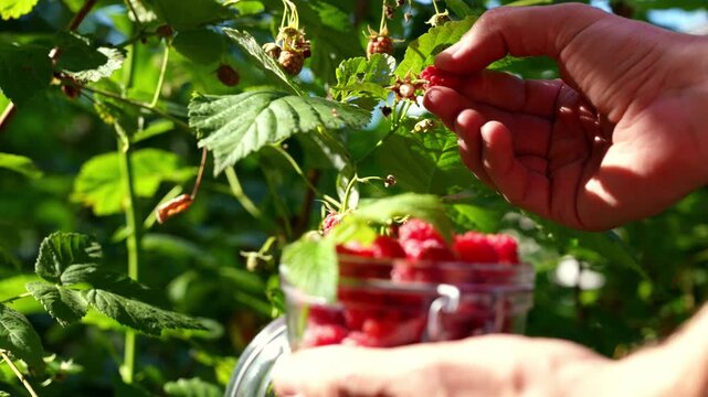 Hand picking homegrown raspberries in a sunny garden