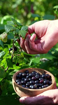 Hand picking homegrown blackcurrant berries in garden