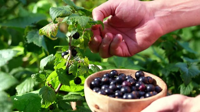 Homegrown blackcurrant harvest in garden for healthy living