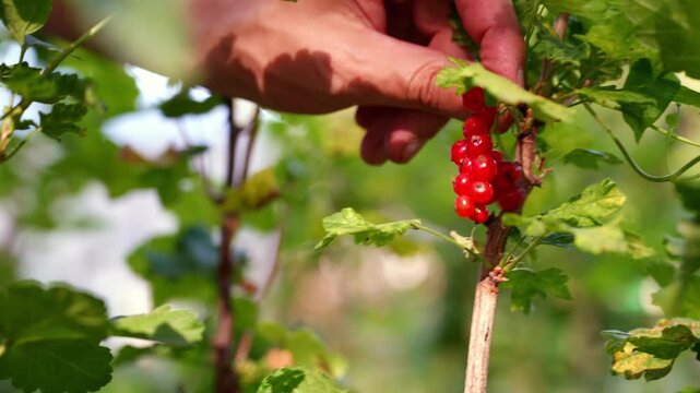Homegrown redcurrant harvest in garden for healthy living