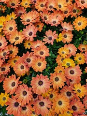 Fototapeta premium autumn leaves background