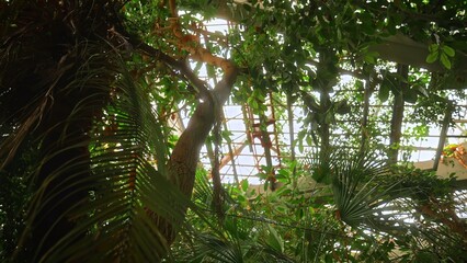 Fototapeta premium Tropical vegetation growing inside an abandoned greenhouse with natural sunlight. Concept nature, ecology, sustainability, urban exploration, conservation, biodiversity and environmental recovery.