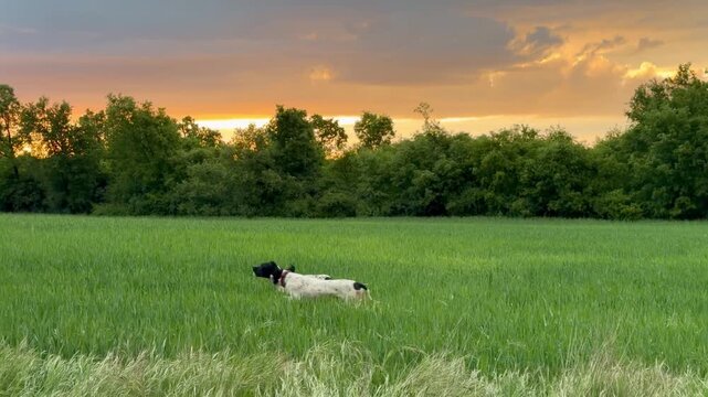 Two dogs running free in a green field at sunset light