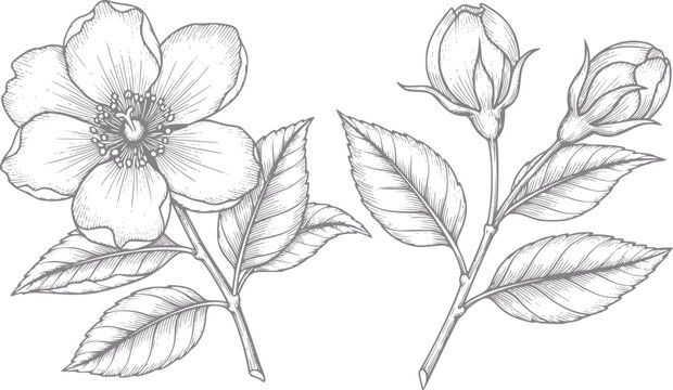 Delicate hand-drawn of jasmine flowers and buds