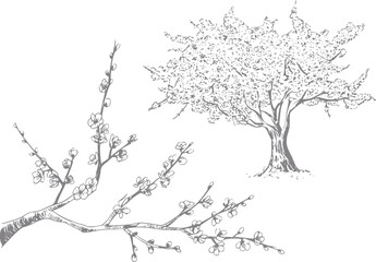 Obraz premium Delicate cherry blossom tree and branches