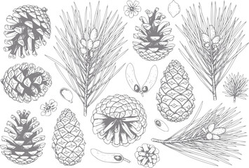 Detailed hand-drawn of pine cones and pine needles © Abdullah_43