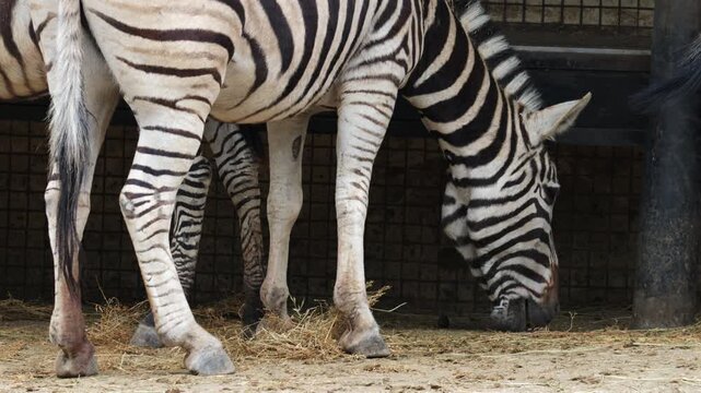 Close up footage of a zebra eating hay, showing detailed stripe patterns and feeding behavior in a naturalistic enclosure