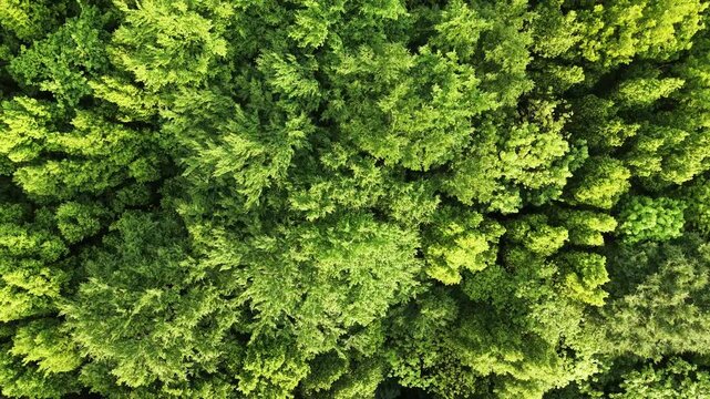 Drone view of dense deciduous forest canopy captured from above during spring season with fresh green vegetation and natural woodland texture.