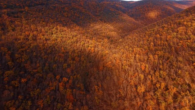 Late autumn hillside with sparse foliage and bare branches. Aerial drone view of brown and orange deciduous trees across rolling mountain terrain.