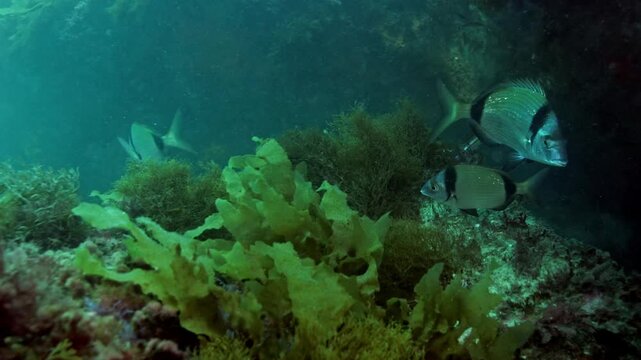 Underwater reef scene with Diplodus vulgaris in algae