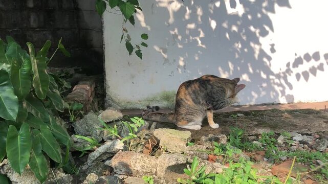 A calico cat is grooming itself outdoors near a white wall with dappled sunlight.