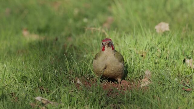 Picus sharpei green woodpecker foraging on grass lawn