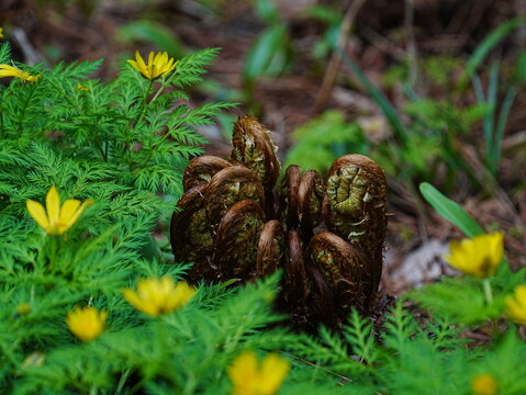 bracken