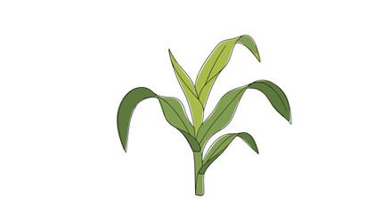 Naklejka premium Young green corn plant with long tapering leaves growing upwards in a simple botanical illustration on a white background.